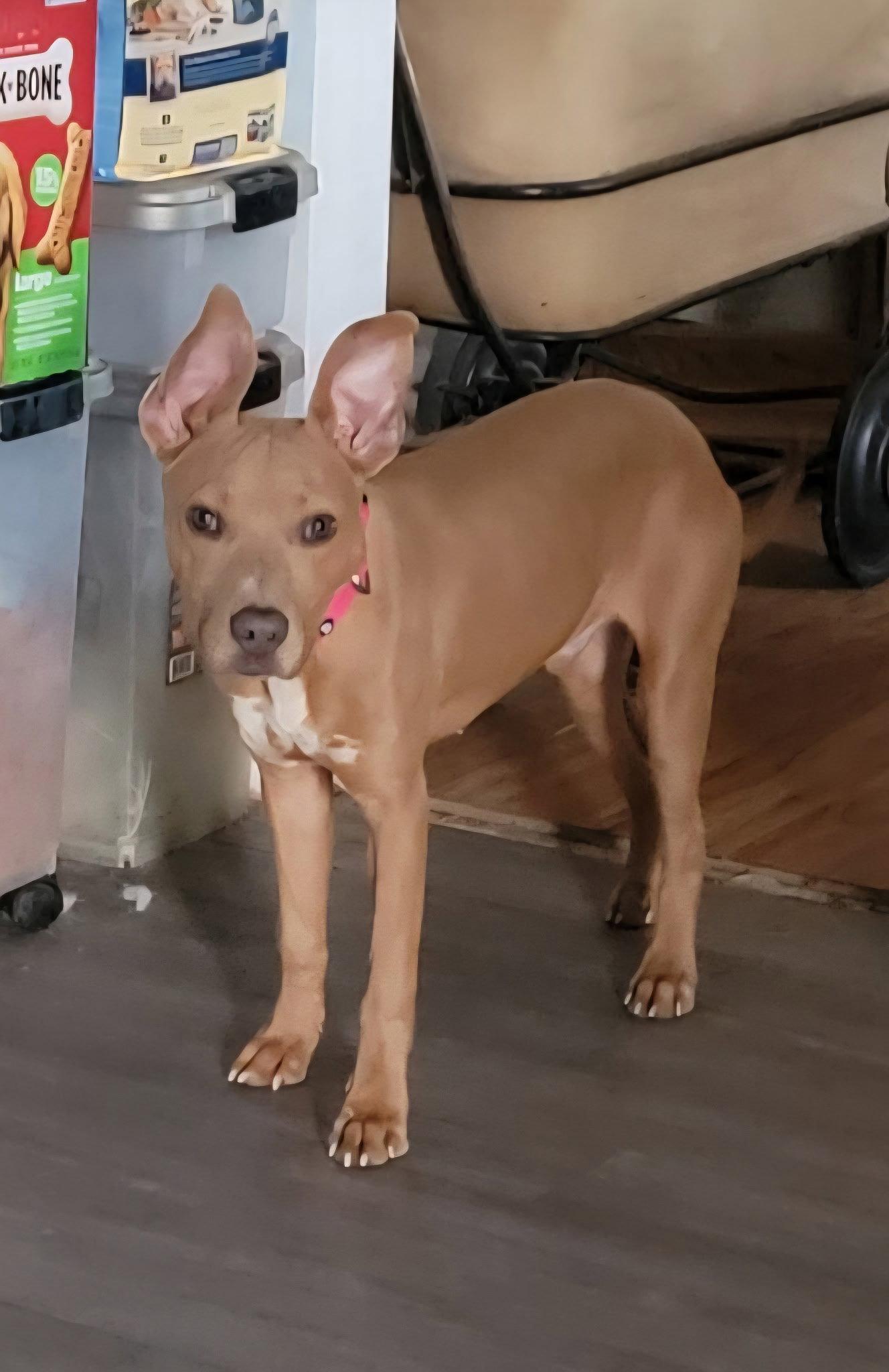 Enlarge Cesar, a Adoptable Pit Bull Terrier in Queen Creek, AZ image 1/3