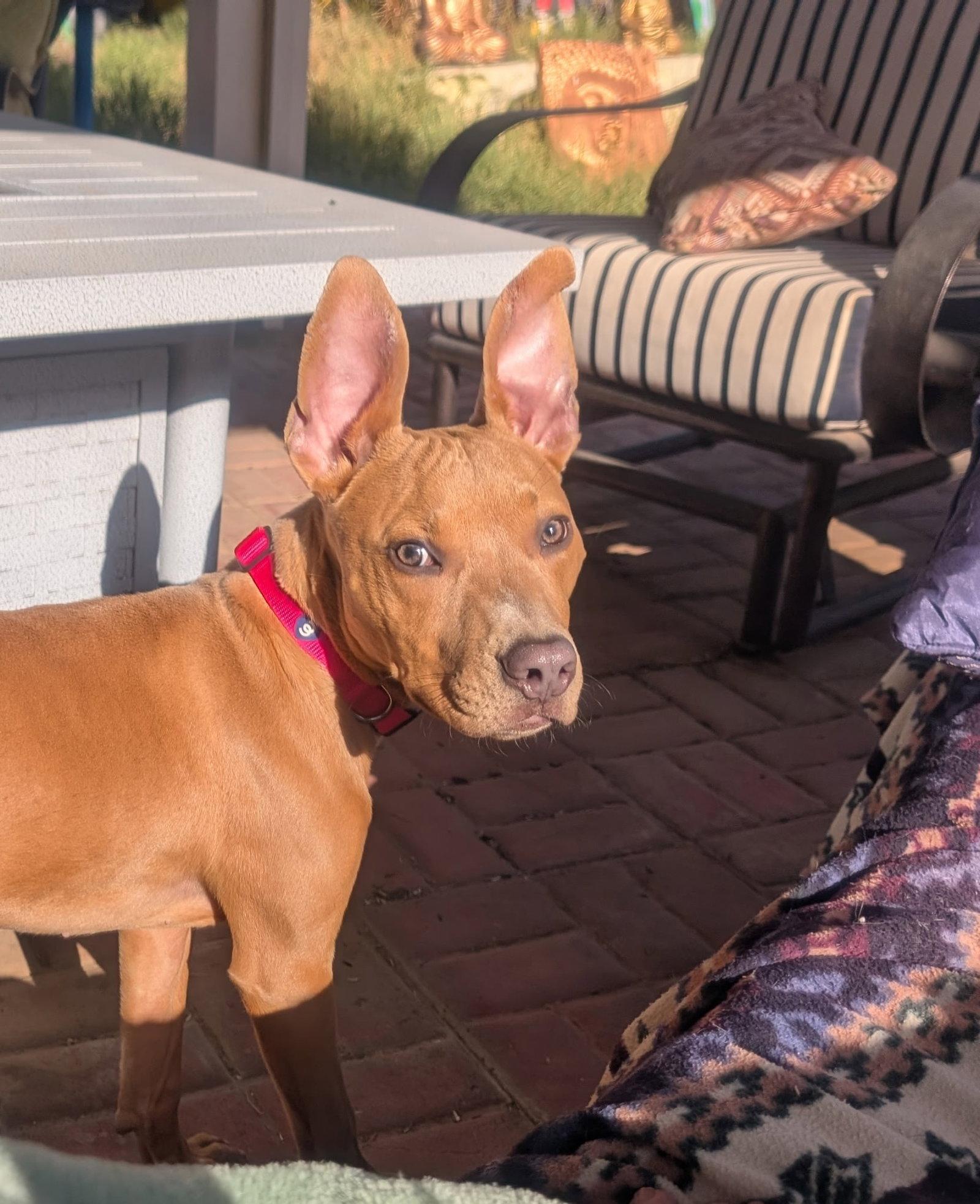 Enlarge Cesar, a Adoptable Pit Bull Terrier in Queen Creek, AZ image 2/3