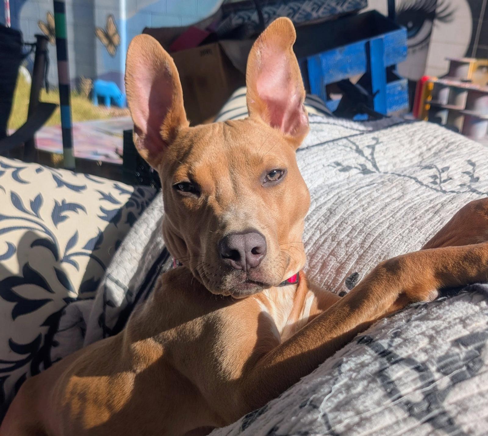 Enlarge Cesar, a Adoptable Pit Bull Terrier in Queen Creek, AZ image 3/3