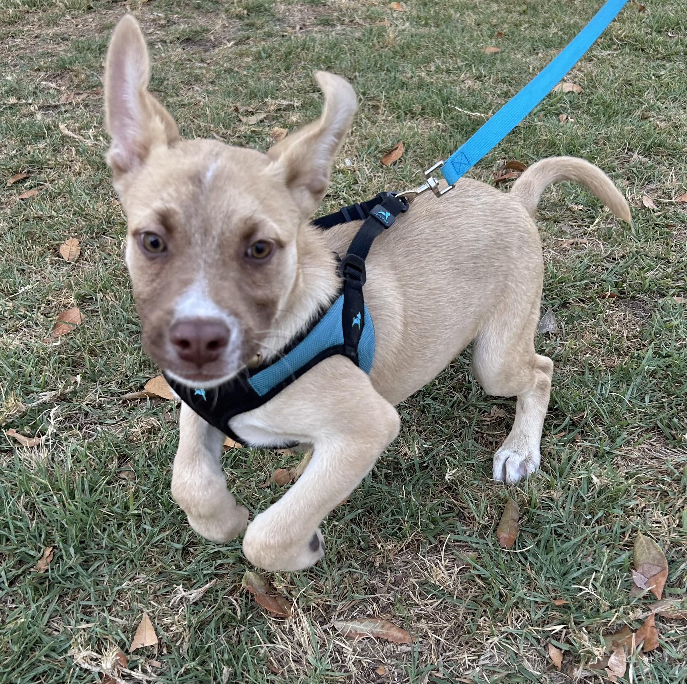 Enlarge MICKEY, a ADOPTABLE mixed breed in Bell Gardens, CA image 5/5