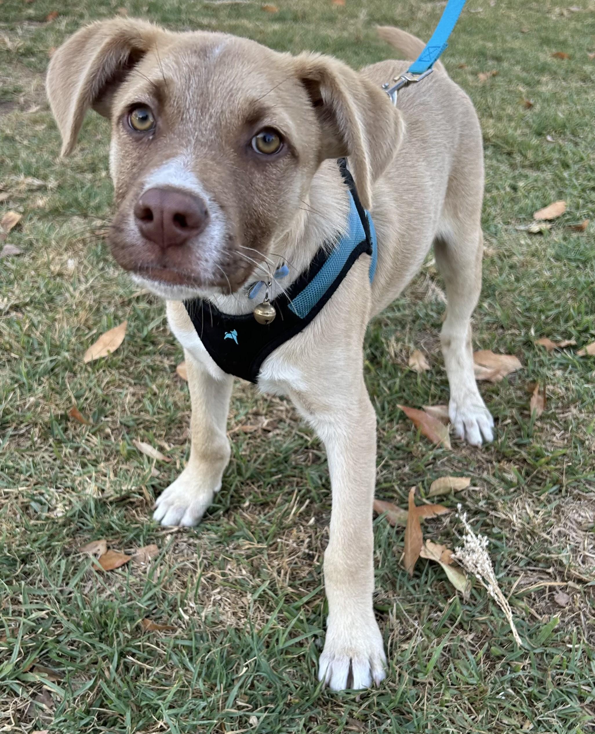 Enlarge MICKEY, a ADOPTABLE mixed breed in Bell Gardens, CA image 3/5