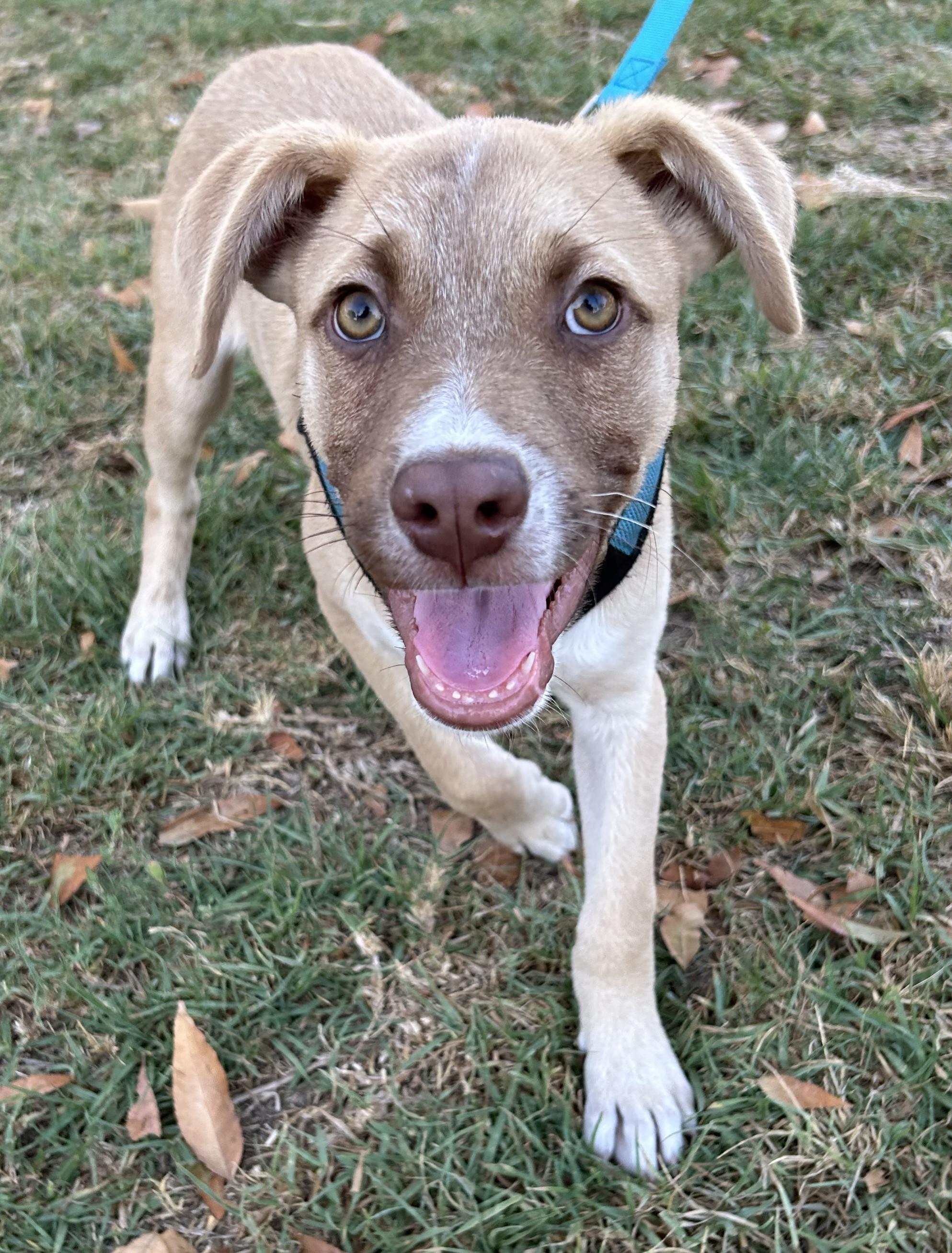 MICKEY, ADOPTABLE, Puppy Male American Staffordshire Terrier.