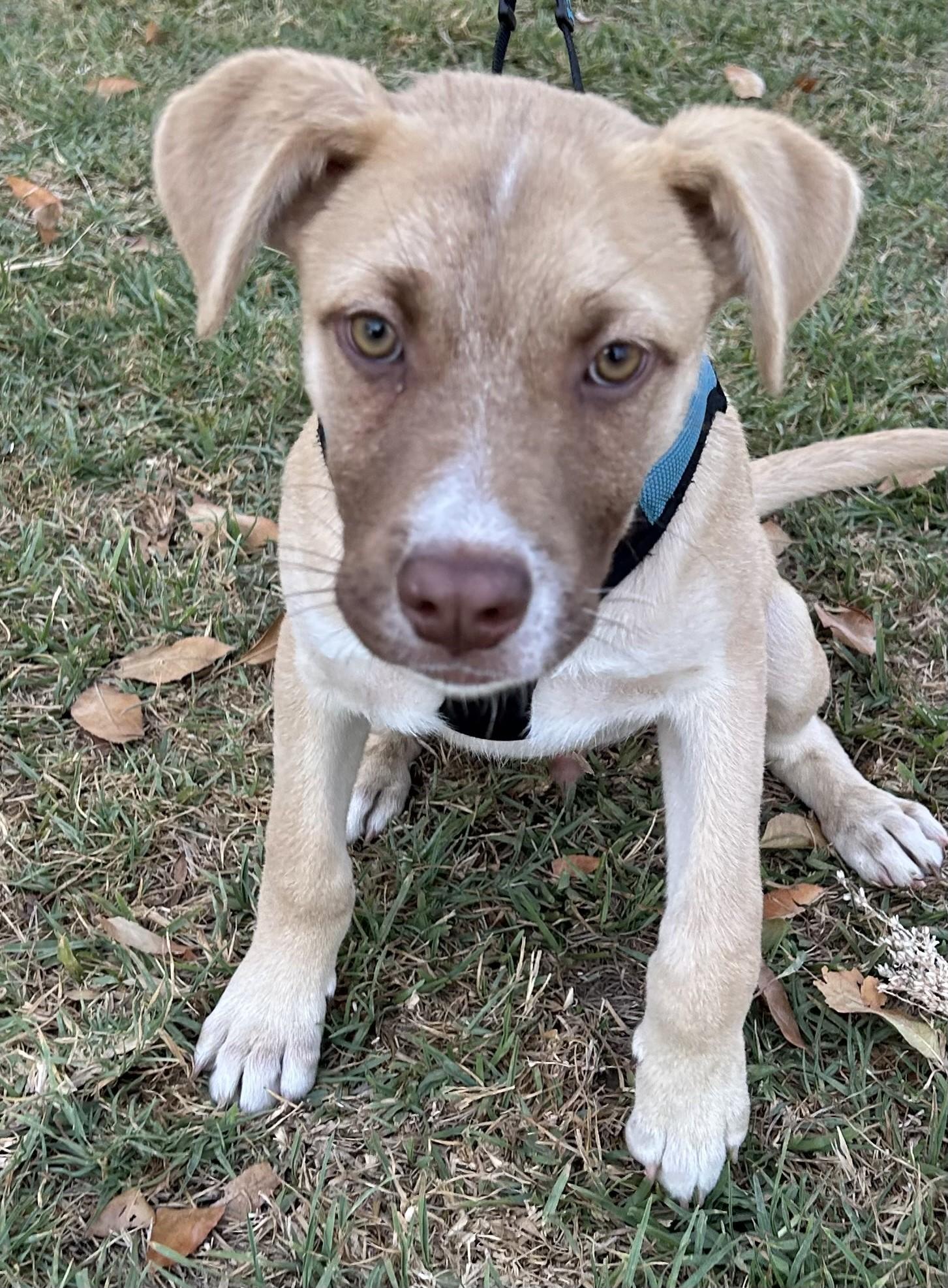 Enlarge MICKEY, a ADOPTABLE mixed breed in Bell Gardens, CA image 2/5