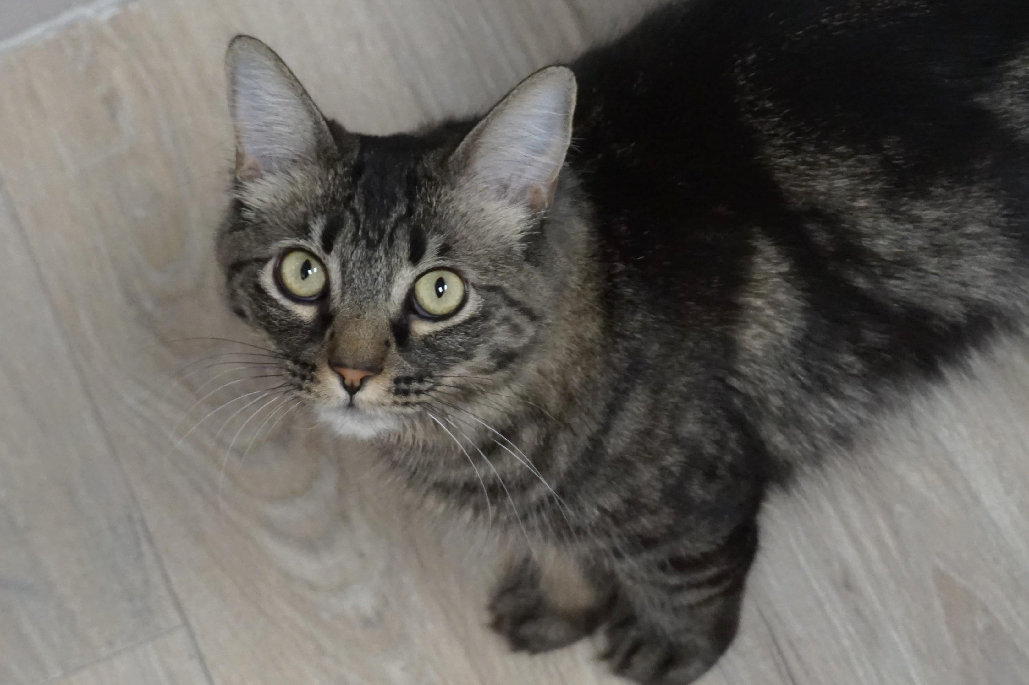 Enlarge Marta, an adoptable Domestic Long Hair in Fountain Hills, AZ image 4/5