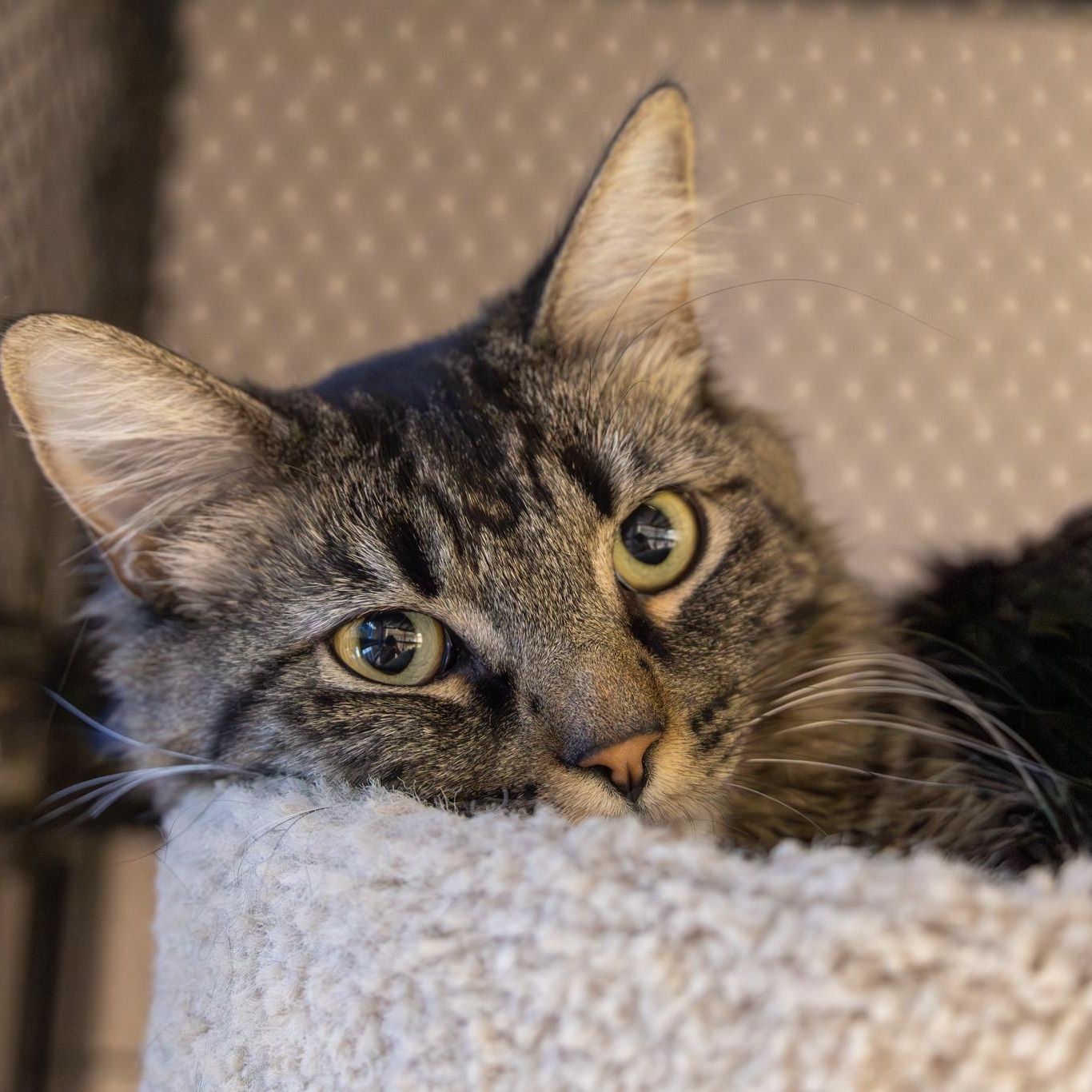 Enlarge Marta, an adoptable Domestic Long Hair in Fountain Hills, AZ image 5/5