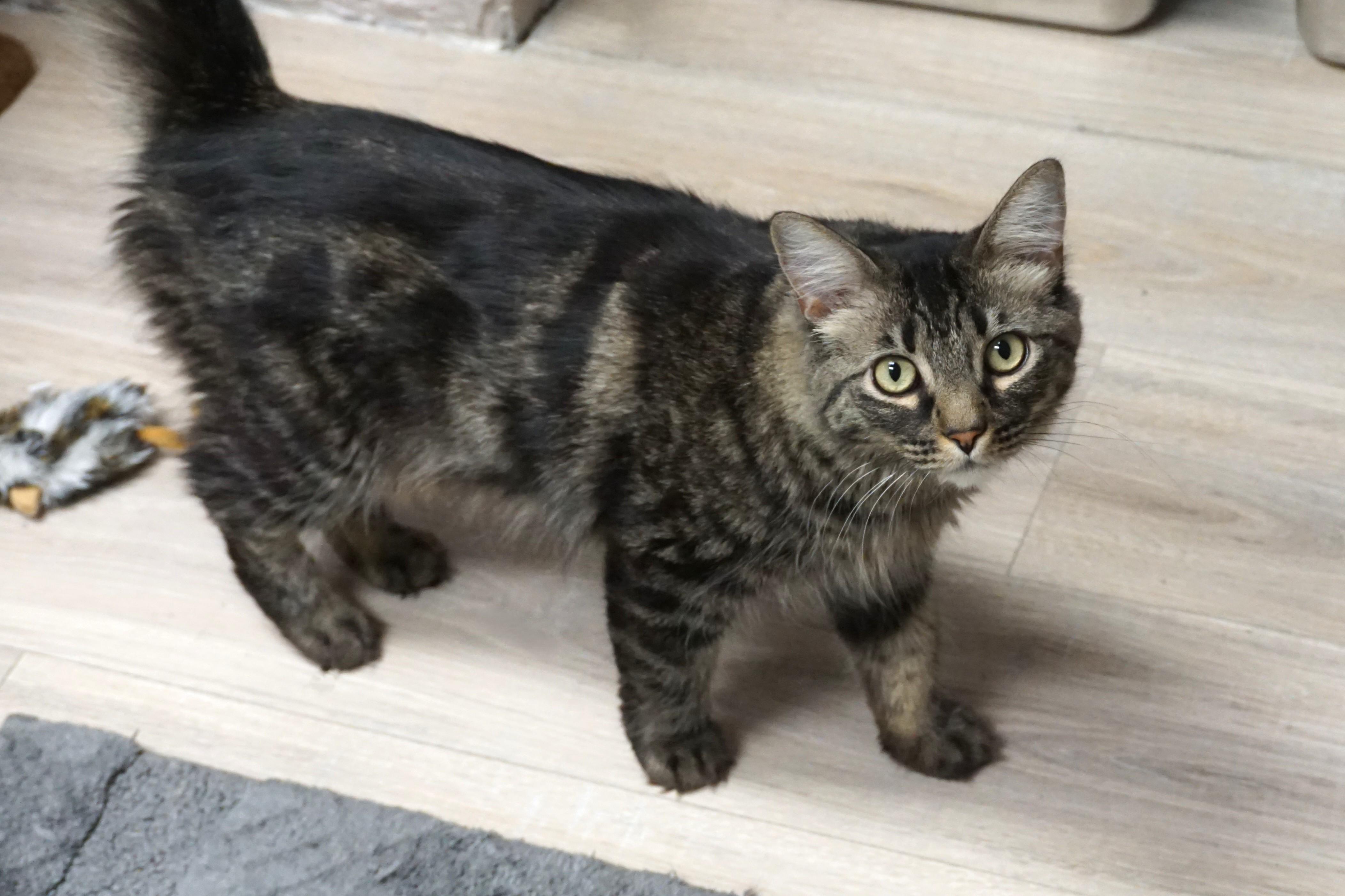 Enlarge Marta, an adoptable Domestic Long Hair in Fountain Hills, AZ image 3/5