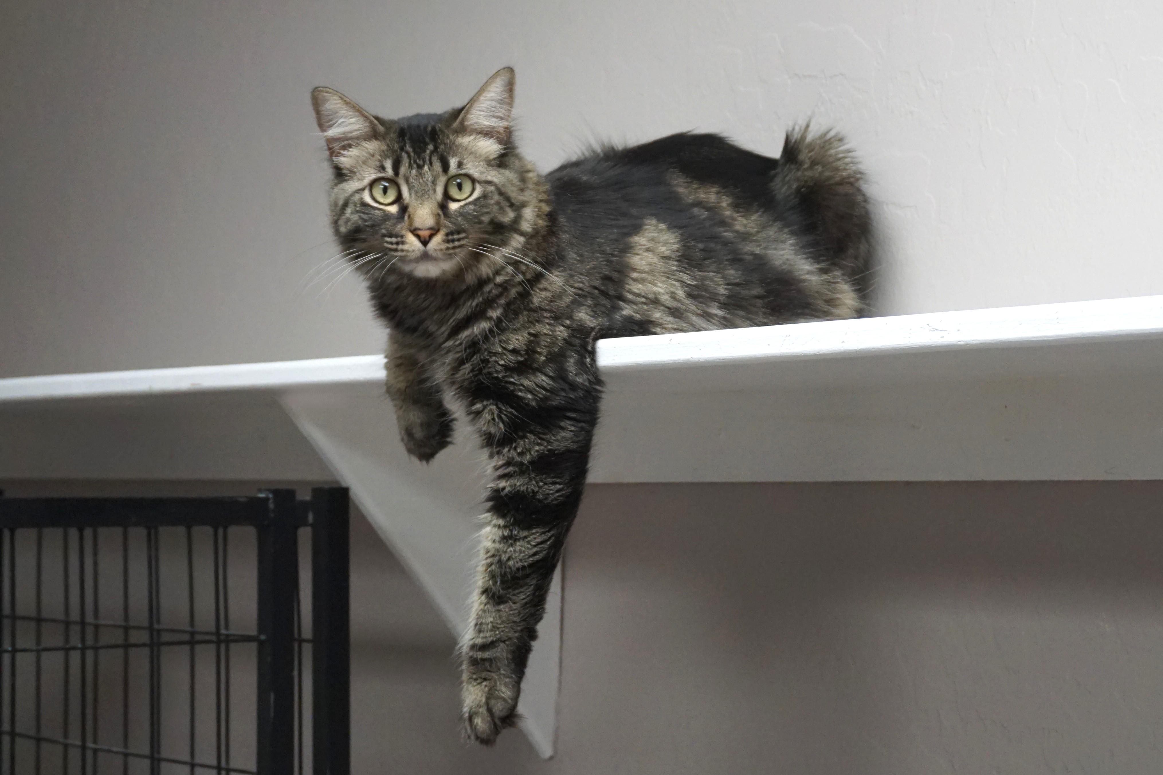 Marta, adoptable, Adult Female Domestic Long Hair.