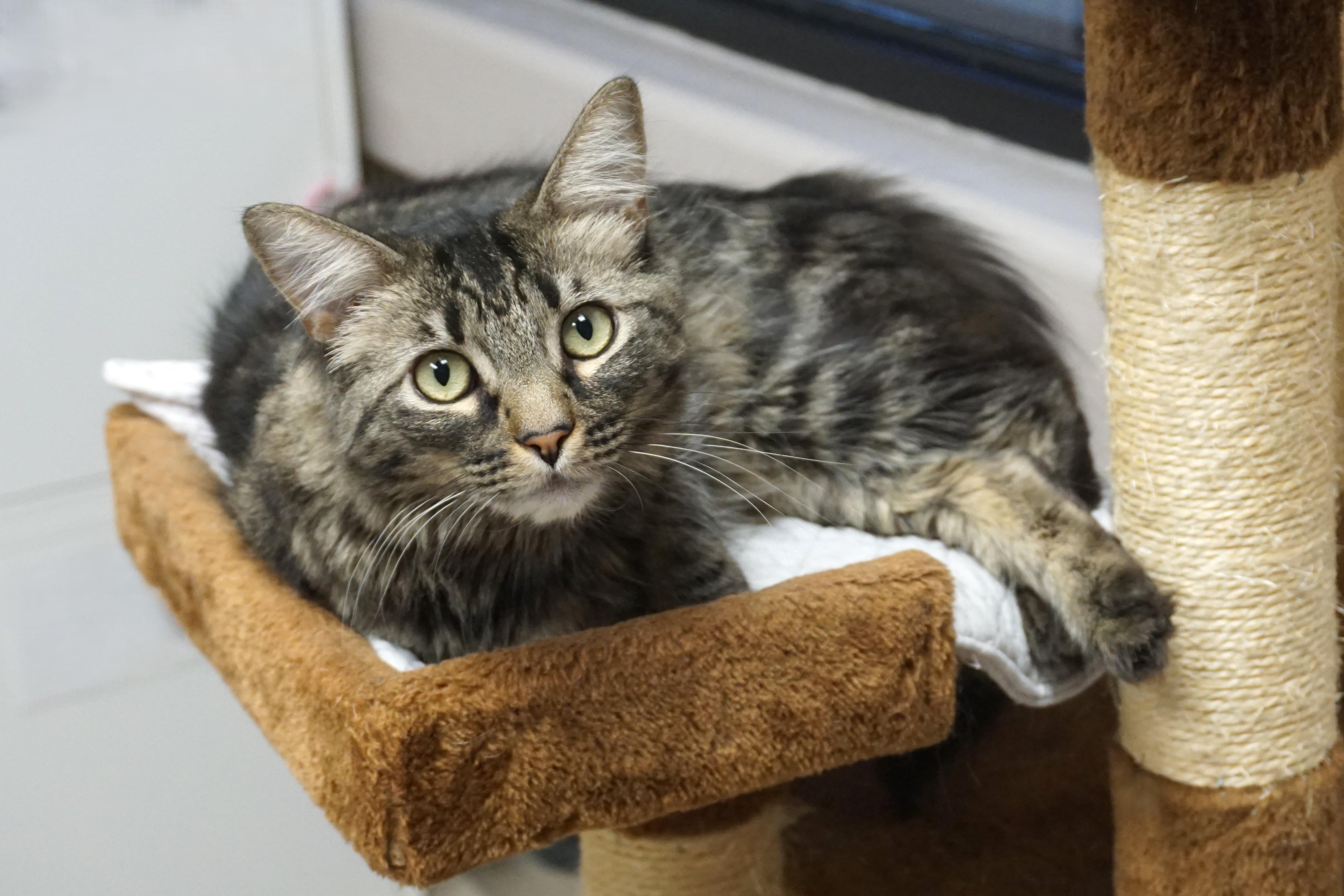 Enlarge Marta, an adoptable Domestic Long Hair in Fountain Hills, AZ image 2/5