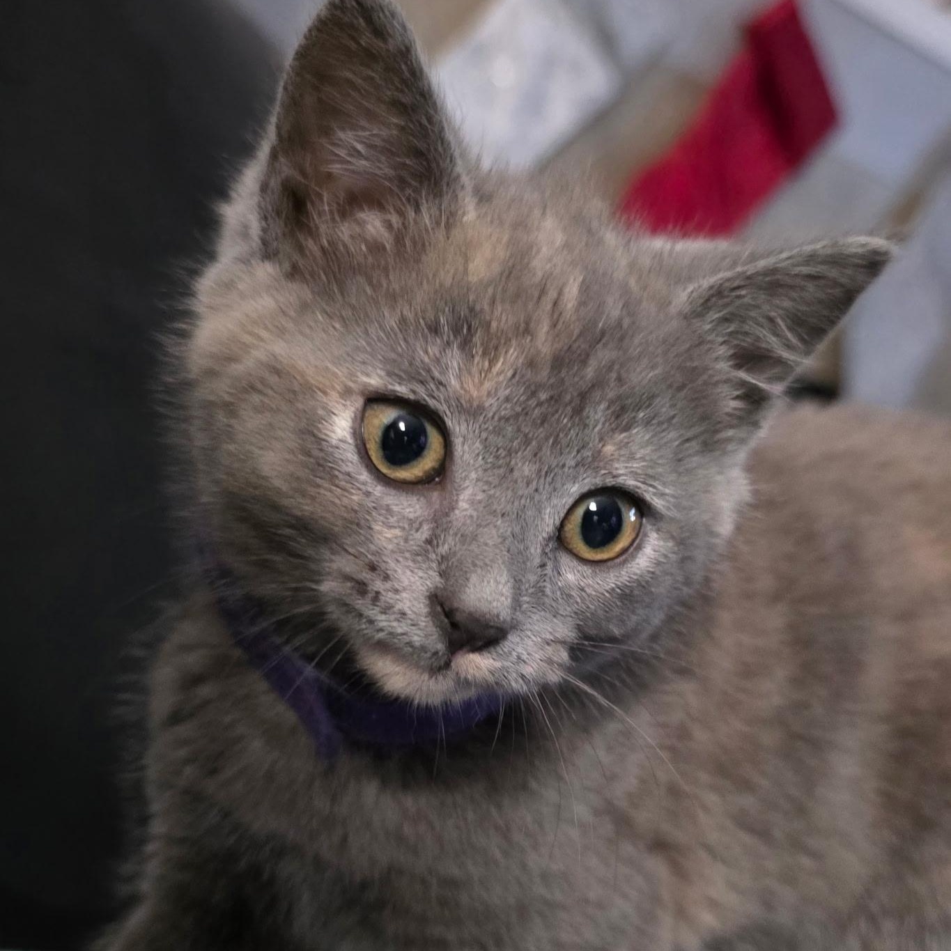 Chestnut thumbnail 3