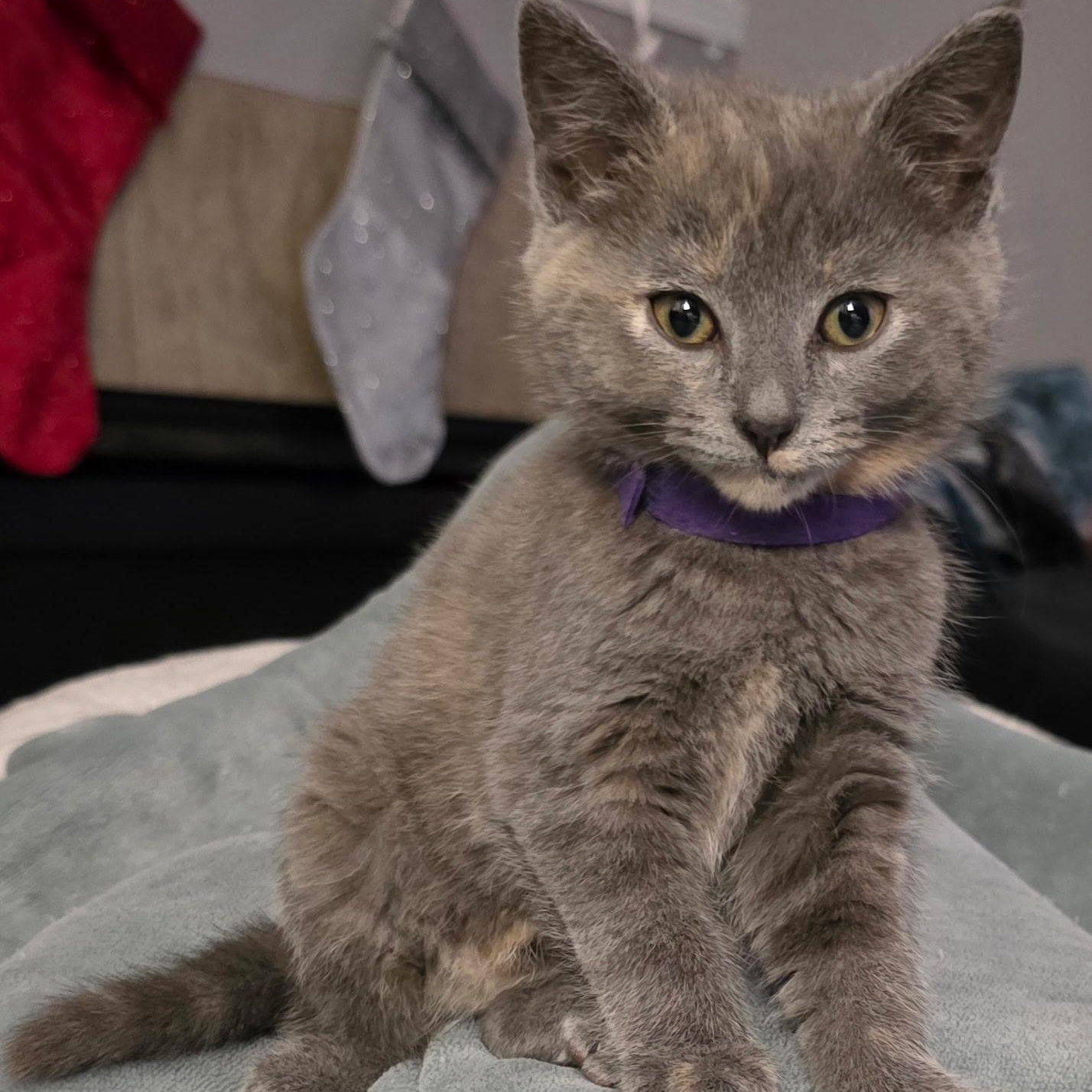 Chestnut thumbnail 4