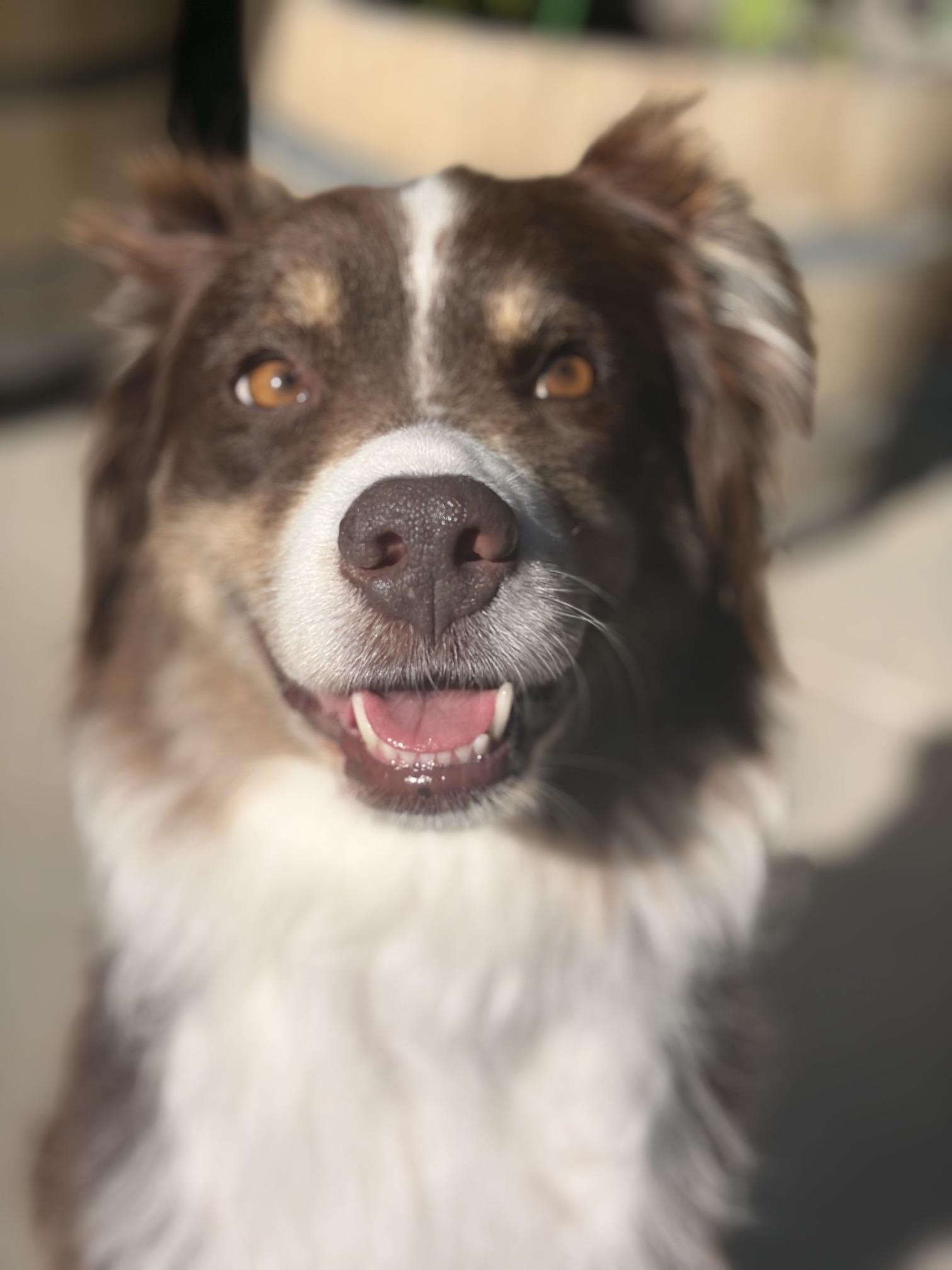 Enlarge Angie, an adopted Australian Shepherd in Aspen, CO image 1/4