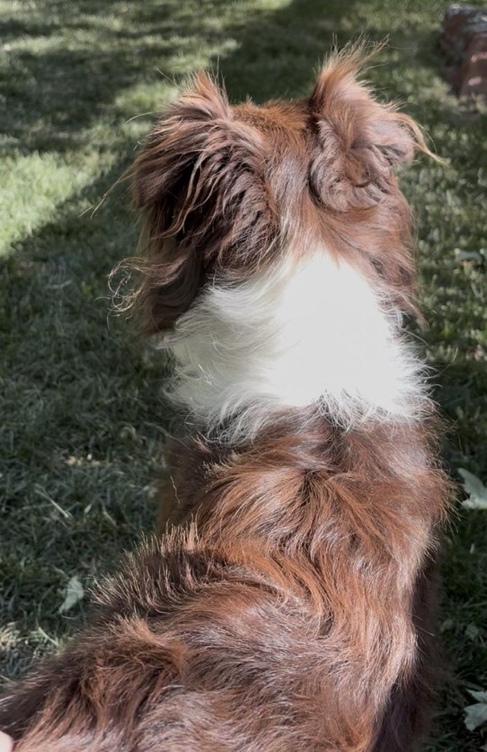 Enlarge Angie, an adopted Australian Shepherd in Aspen, CO image 2/4