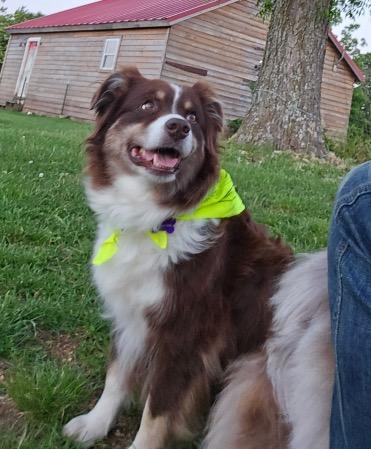 Enlarge Angie, an adopted Australian Shepherd in Aspen, CO image 4/4