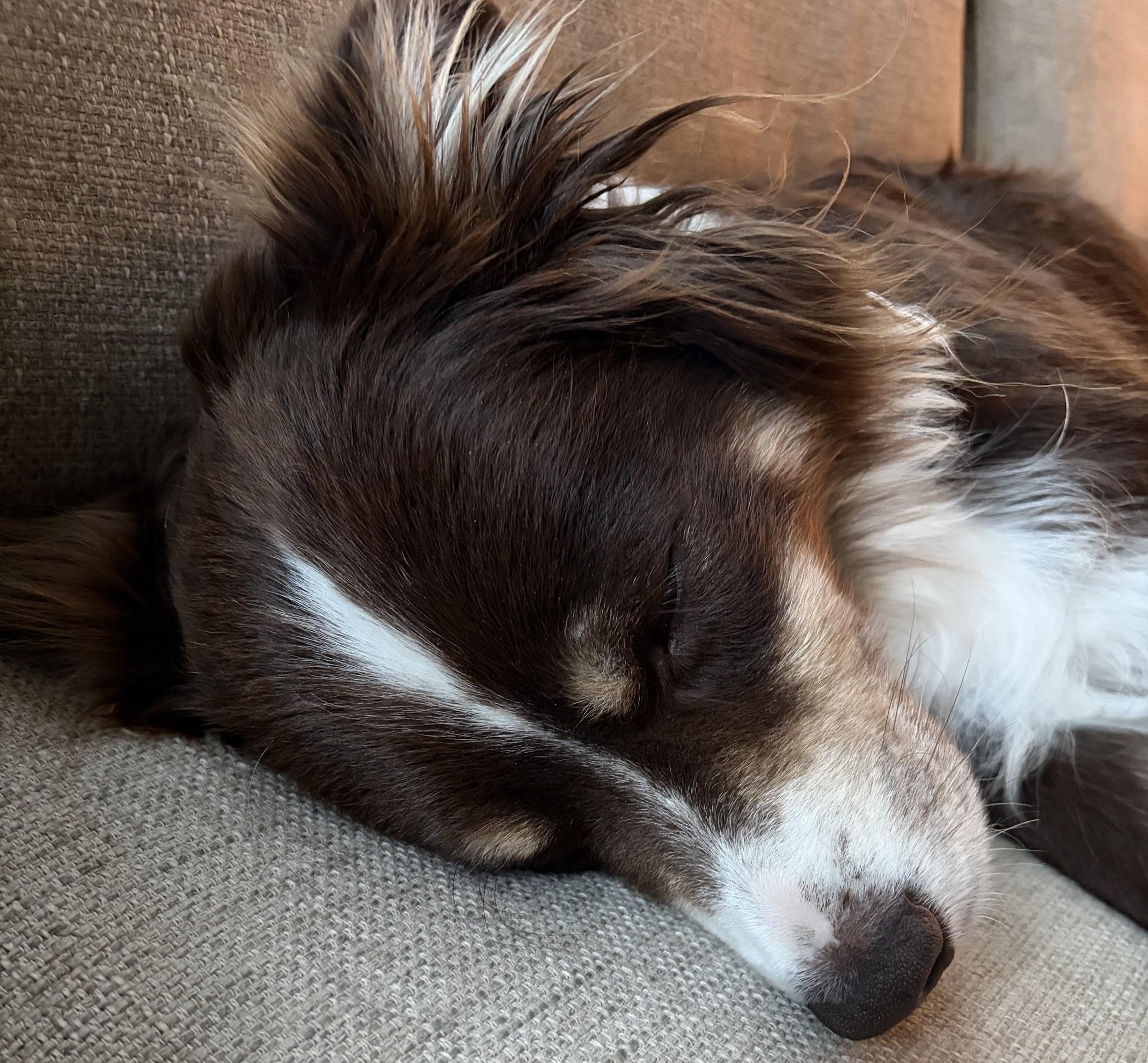 Enlarge Angie, an adopted Australian Shepherd in Aspen, CO image 3/4