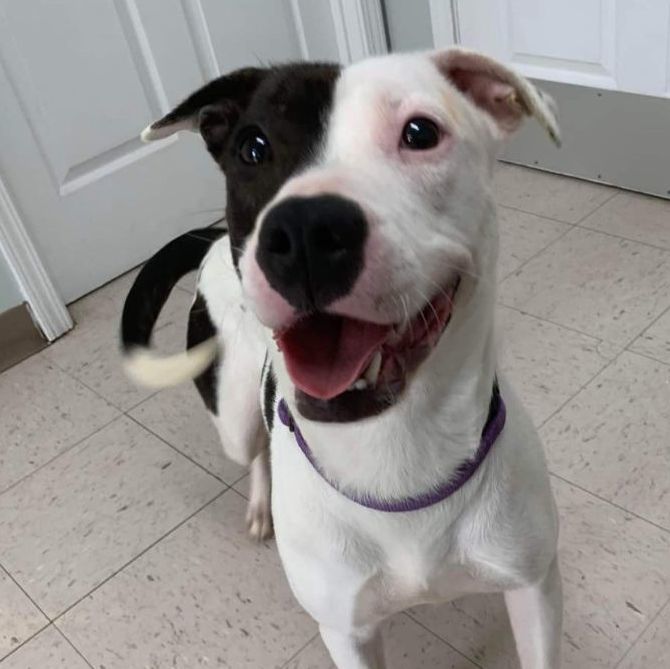 NOVA, Adopted, Young Female American Bully.