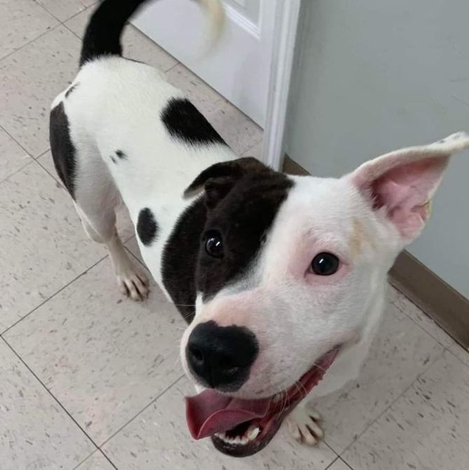 Enlarge NOVA, a Adopted American Bully in Waverly, TN image 2/4