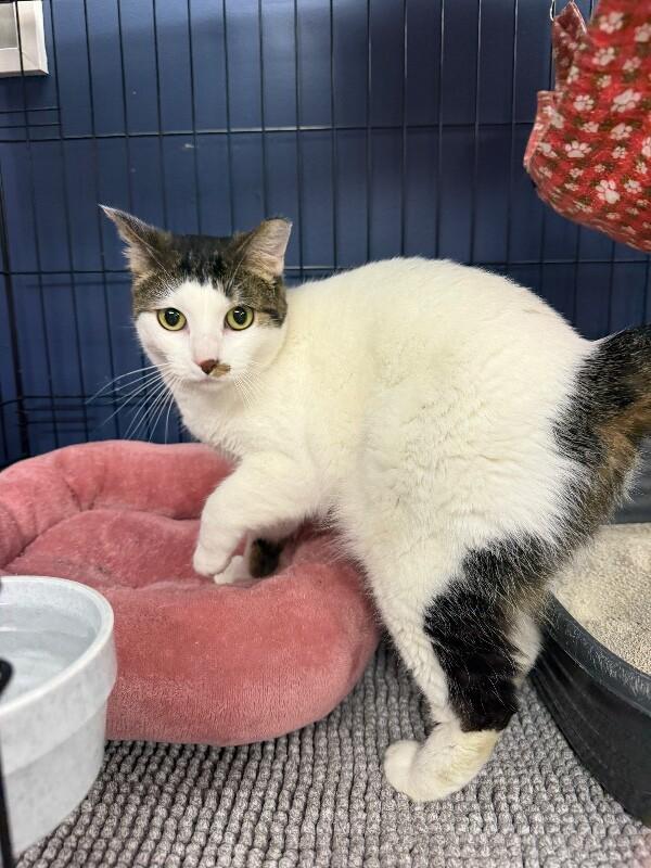Enlarge Suzie Q, a Adoptable Tabby in Belton, MO image 1/3