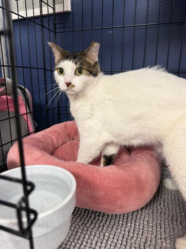 Enlarge Suzie Q, a Adoptable Tabby in Belton, MO image 2/3
