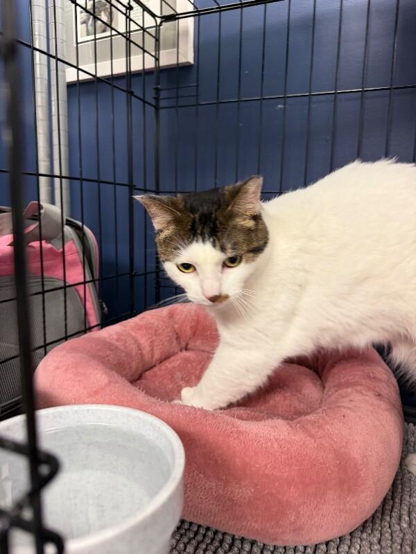 Enlarge Suzie Q, a Adoptable Tabby in Belton, MO image 3/3