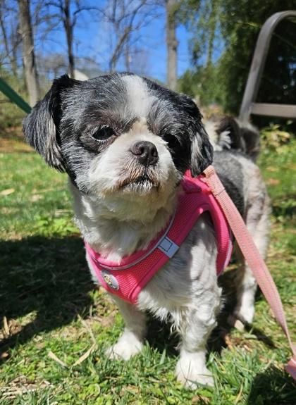 Kaisey (with Rex), adopted, Adult Female Shih Tzu.