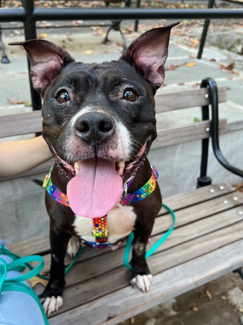 Cuddly Carly, a Adoptable Pit Bull Terrier in New York, NY image 1/6