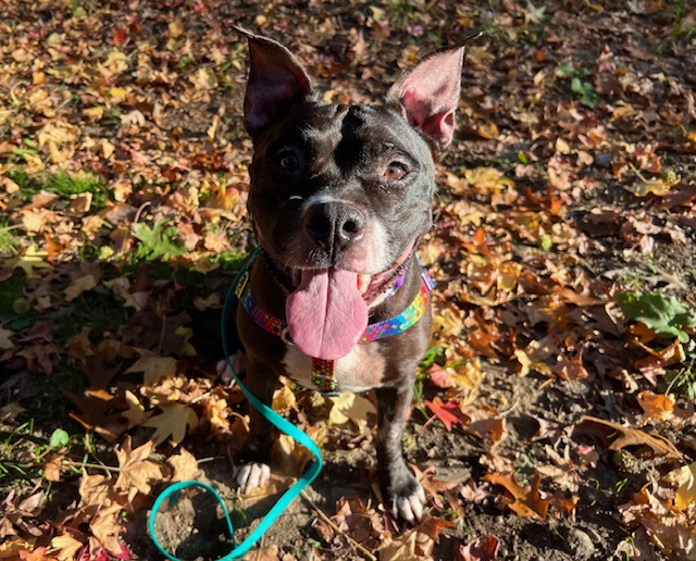 Cuddly Carly, a Adoptable Pit Bull Terrier in New York, NY image 3/6