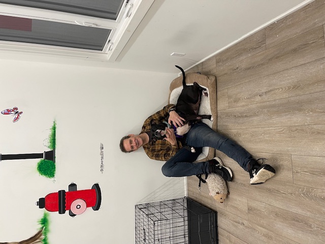 Cuddly Carly, a Adoptable Pit Bull Terrier in New York, NY image 4/6