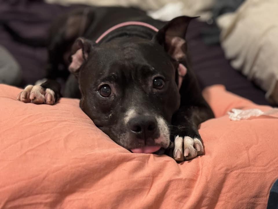 Cuddly Carly, a Adoptable Pit Bull Terrier in New York, NY image 6/6