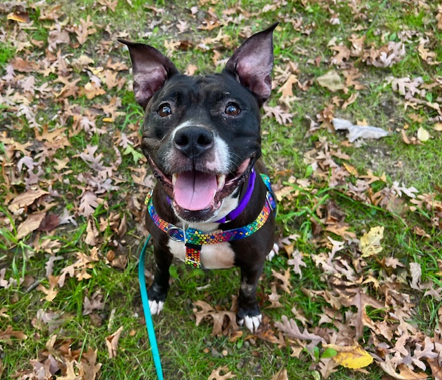 Cuddly Carly, a Adoptable Pit Bull Terrier in New York, NY image 5/6