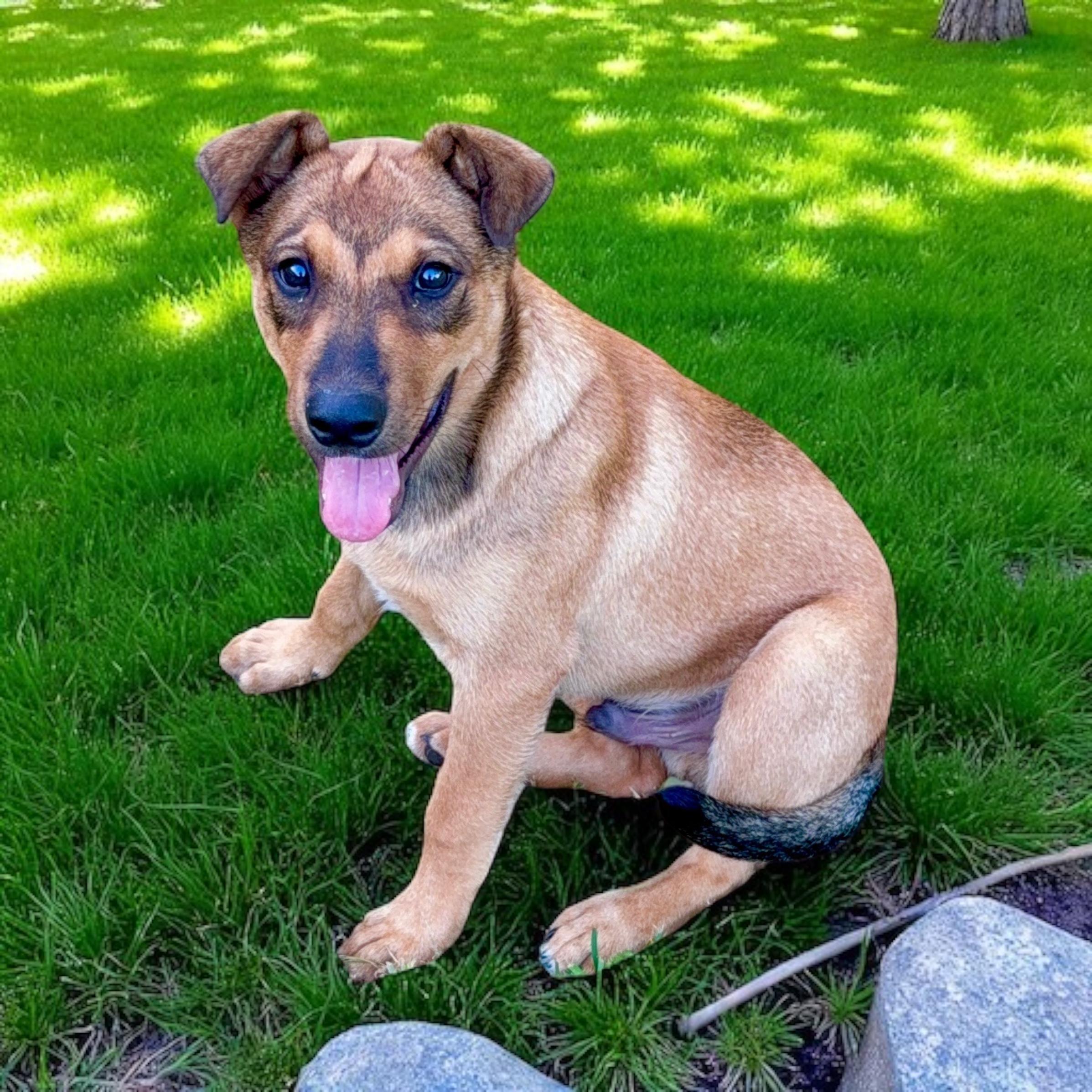 Bailey, Young Male unknown