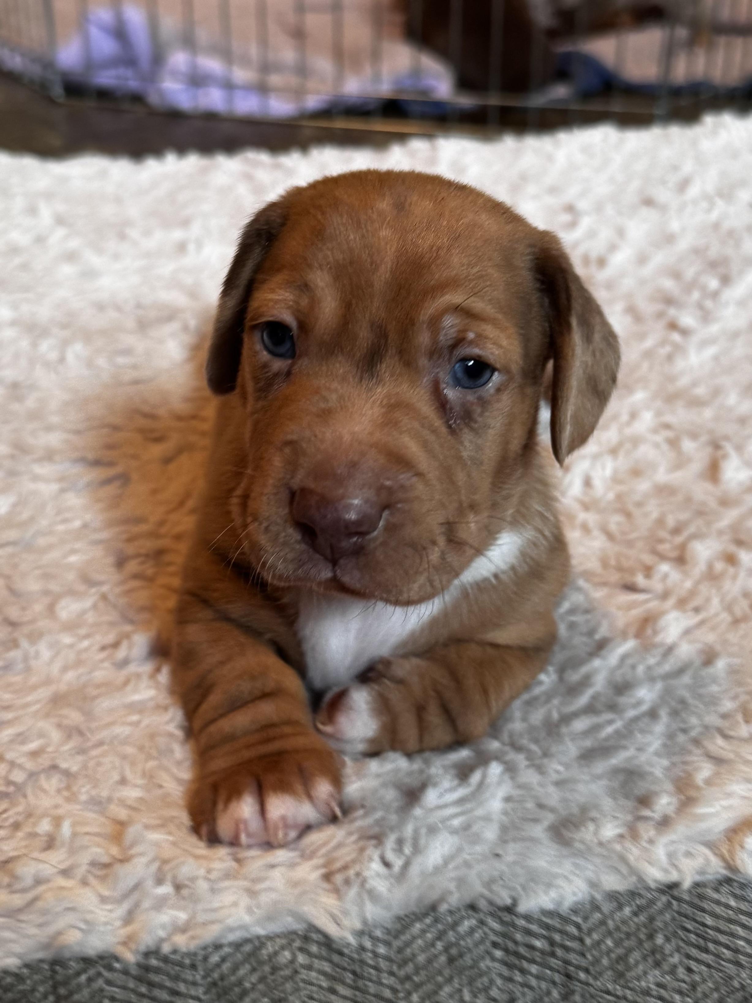 Cayenne, Adoptable, Puppy Male Labrador Retriever & Miniature Schnauzer.
