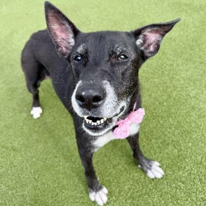 Enlarge Jade, a Adoptable mixed breed in Largo, FL image 1/3