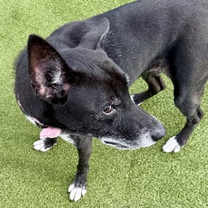 Enlarge Jade, a Adoptable mixed breed in Largo, FL image 2/3