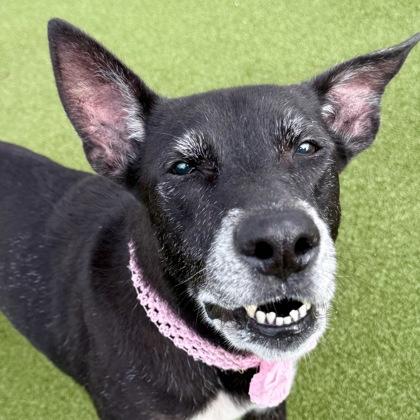 Enlarge Jade, a Adoptable mixed breed in Largo, FL image 3/3