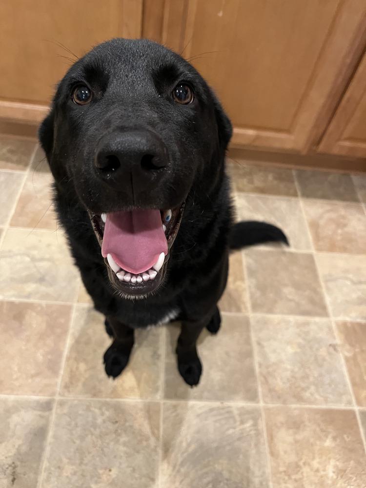 Duke, Adoptable, Young Male Labrador Retriever & Shepherd.