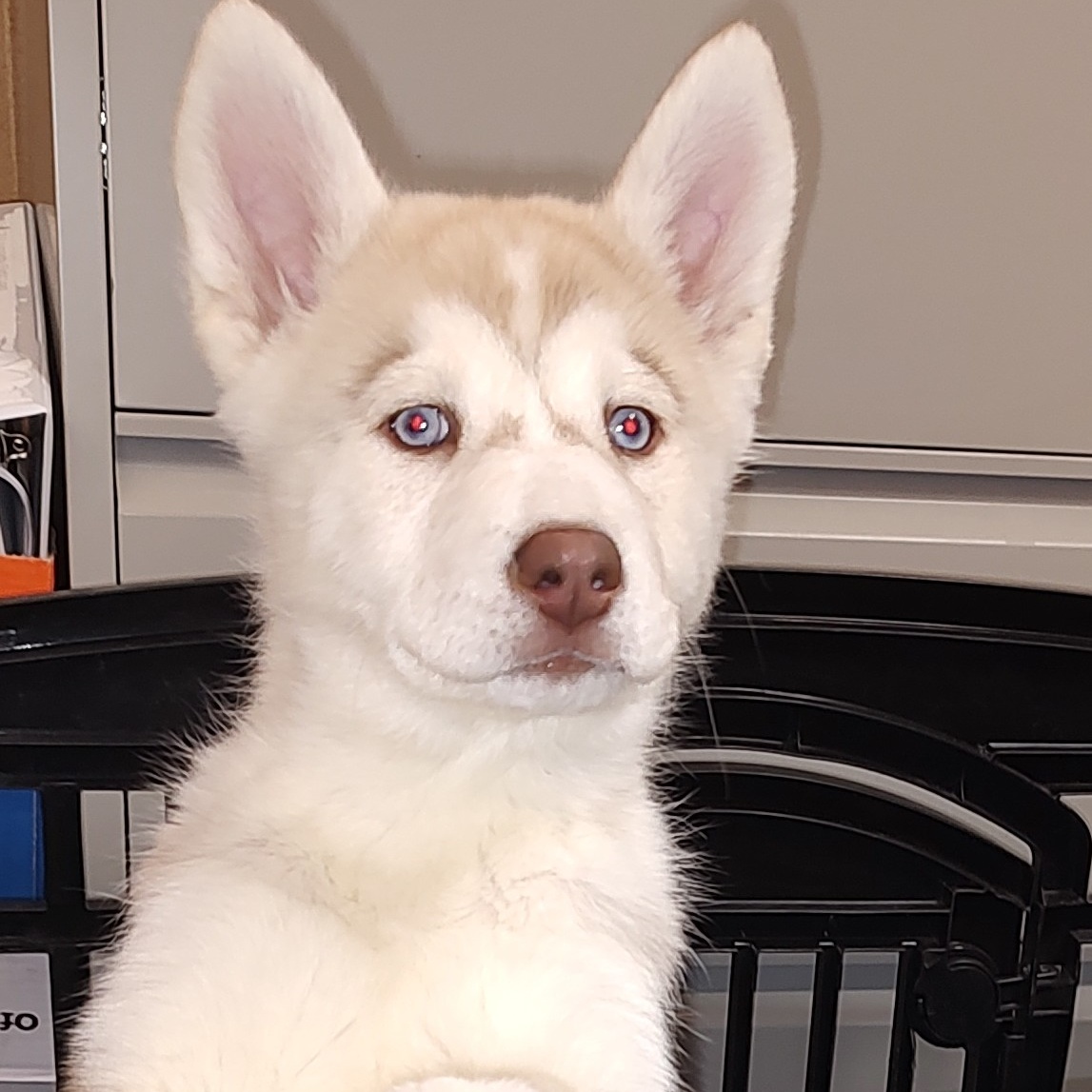 Lainey, a Adoptable Husky in Henderson, NV image 3/6