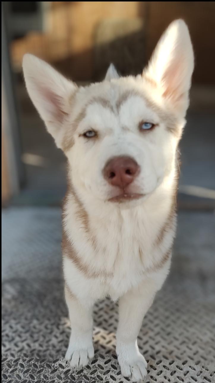 Lainey, a Adoptable Husky in Henderson, NV image 4/6