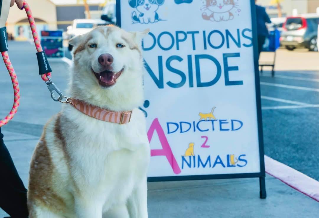 Lainey, a Adoptable Husky in Henderson, NV image 1/6