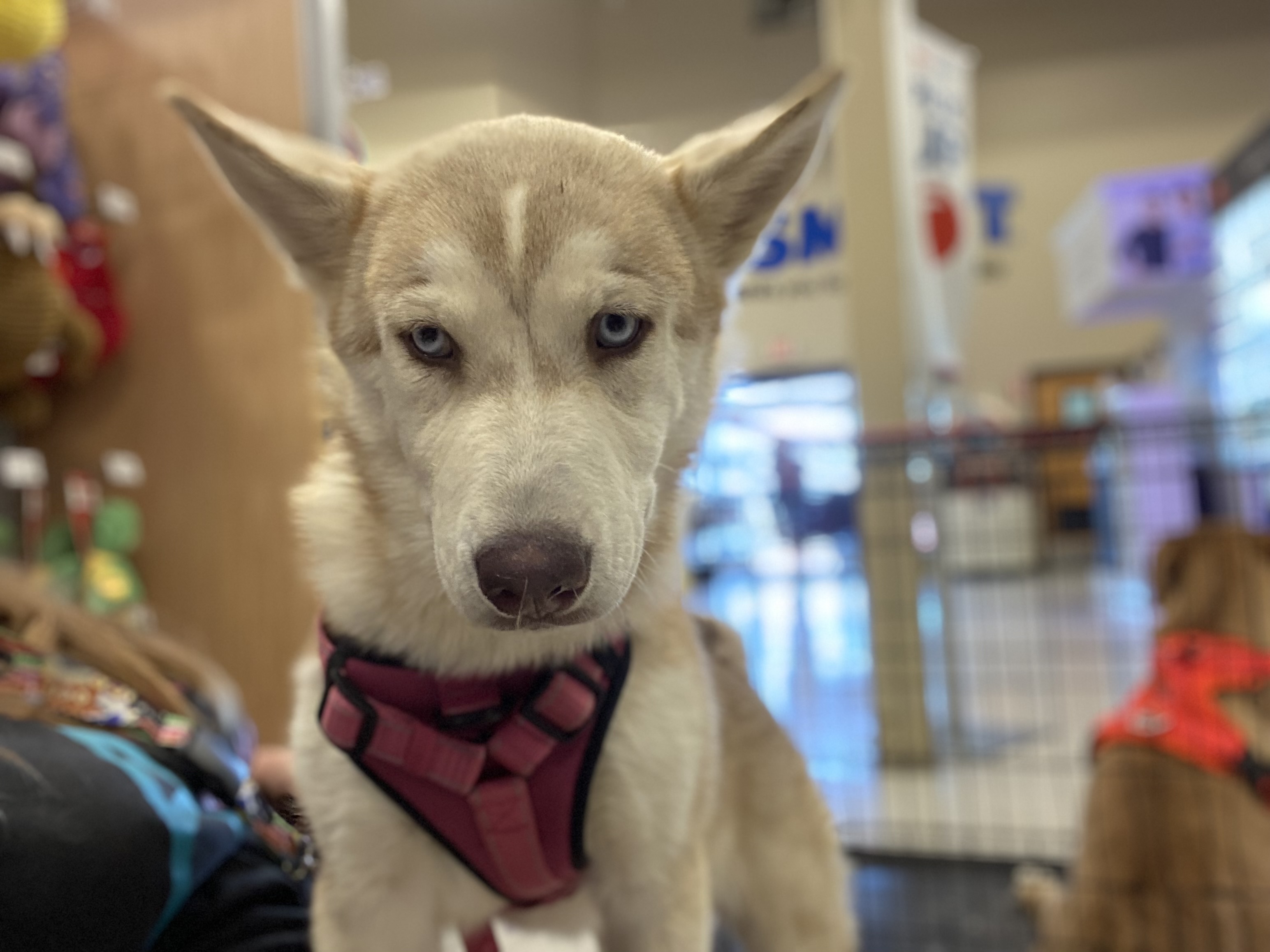 Lainey, a Adoptable Husky in Henderson, NV image 6/6