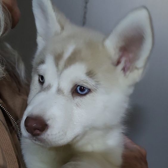 Lainey, a Adoptable Husky in Henderson, NV image 5/6