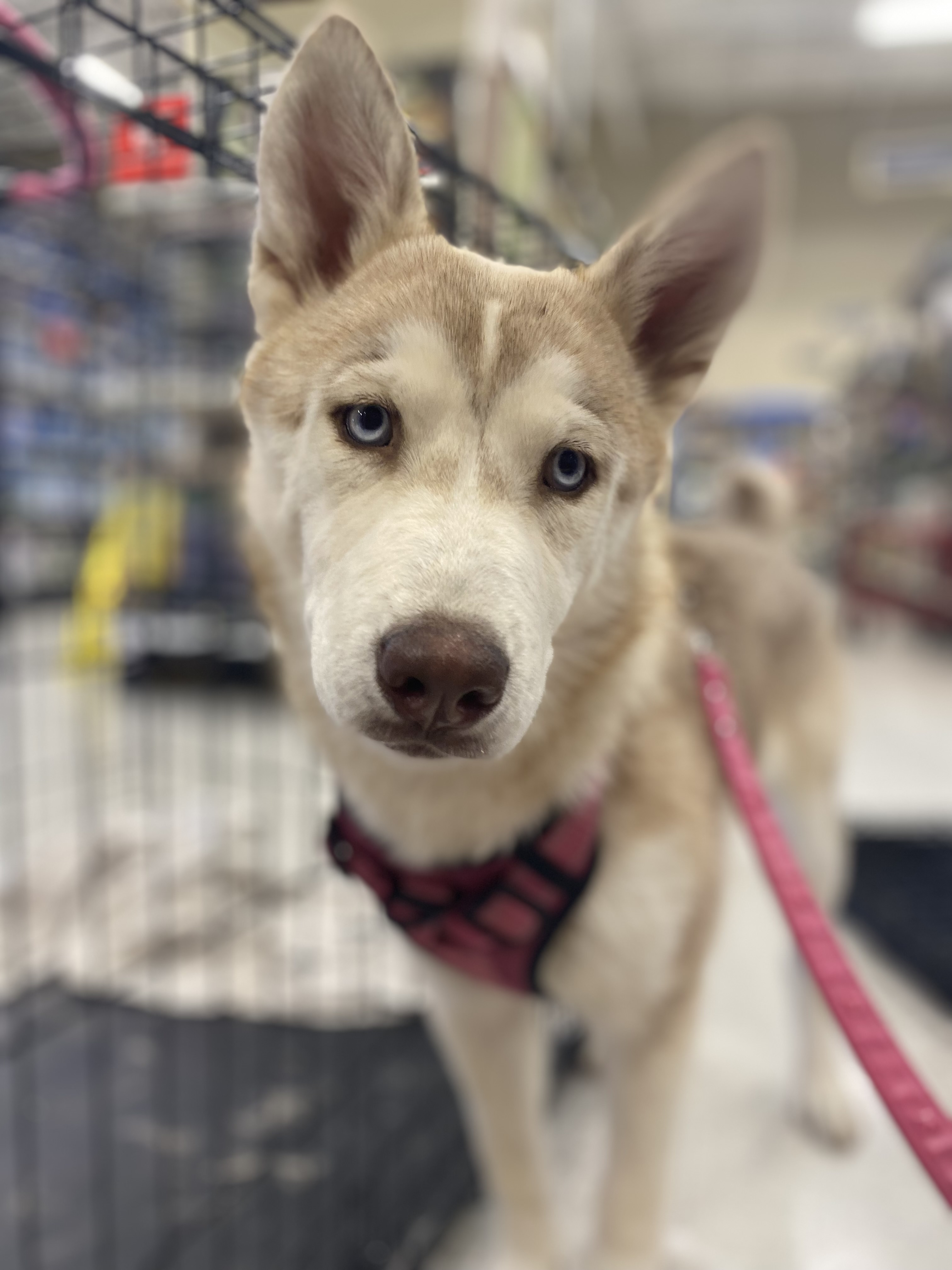 Lainey, a Adoptable Husky in Henderson, NV image 2/6