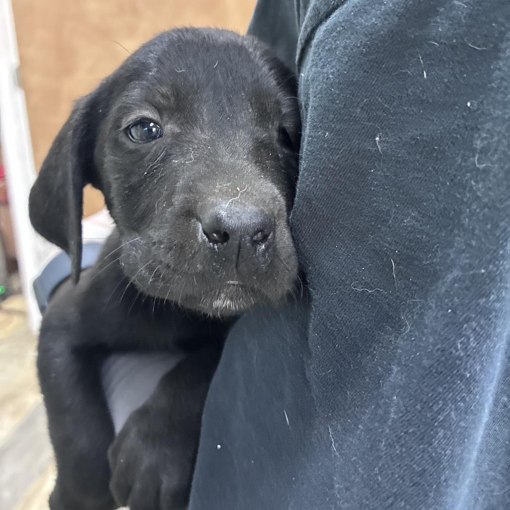 Ink Cap, Adoptable, Puppy Male Labrador Retriever.