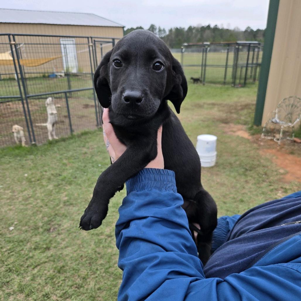 Enlarge Ink Cap, a Adoptable mixed breed in Fargo, ND image 2/3
