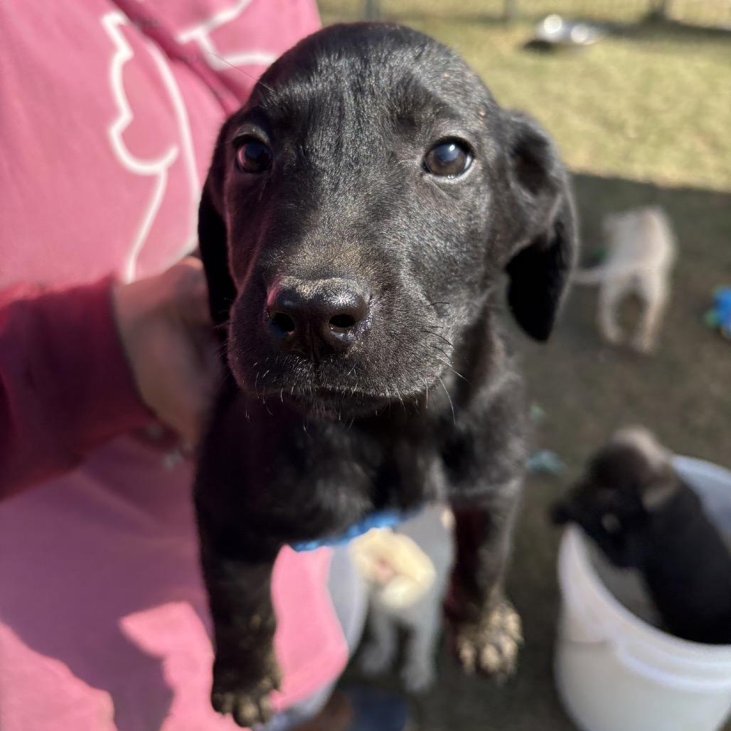 Enlarge Ink Cap, a Adoptable mixed breed in Fargo, ND image 3/3