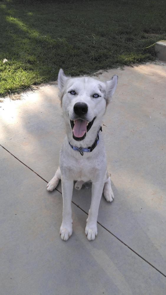 Baymax, a Adoptable mixed breed in Snow Camp, NC image 1/5