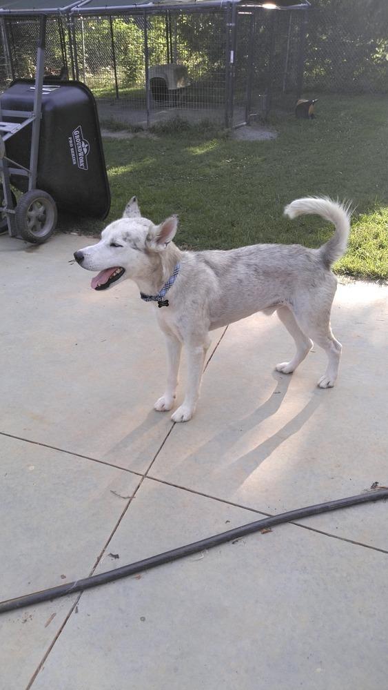 Baymax, Adoptable, Adult Male Husky.