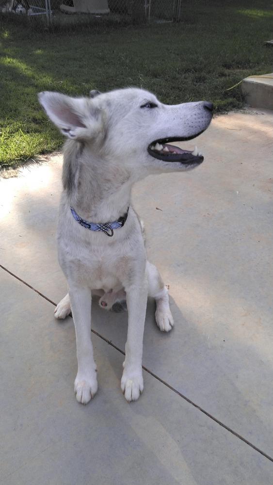 Enlarge Baymax, a Adoptable mixed breed in Snow Camp, NC image 3/6