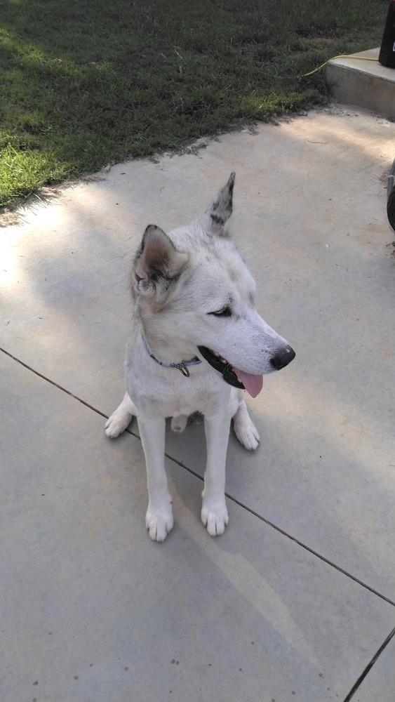 Baymax, a Adoptable mixed breed in Snow Camp, NC image 3/5