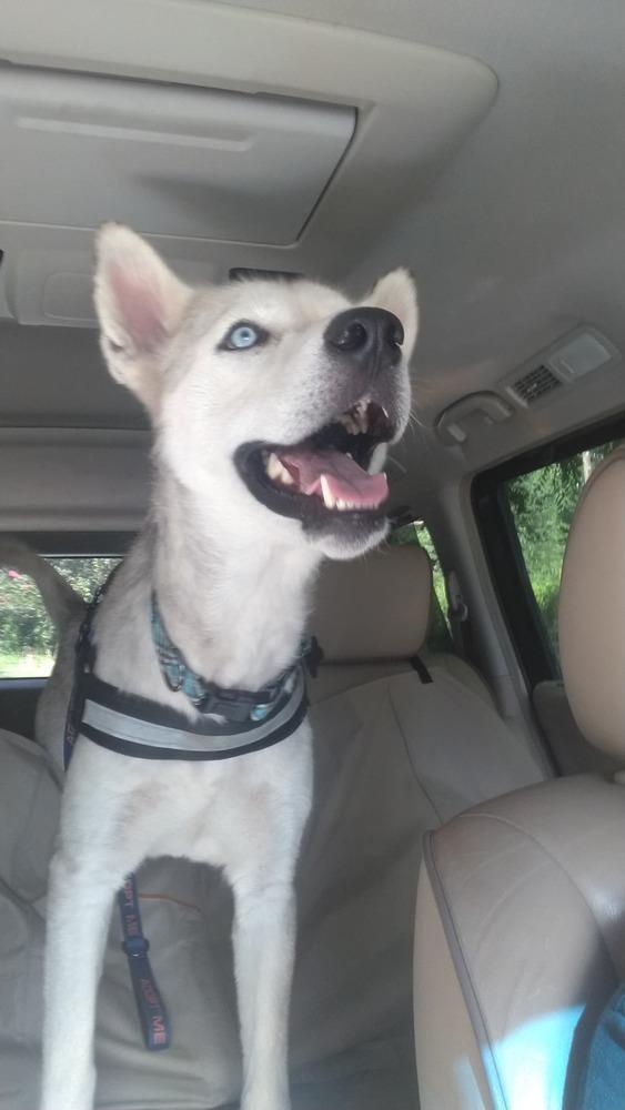 Baymax, a Adoptable mixed breed in Snow Camp, NC image 4/5