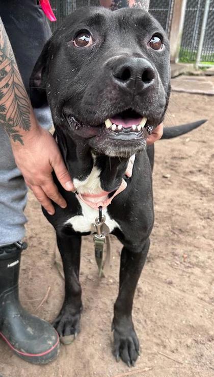 Enlarge Bear, a Adoptable mixed breed in Savannah, GA image 1/1